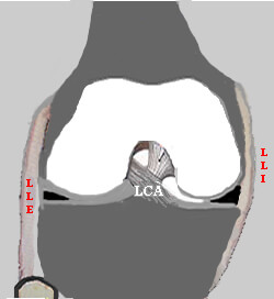 Schéma des ligaments du genou