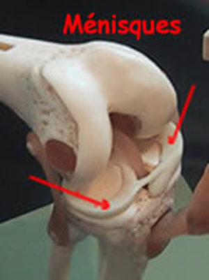 anatomie facile du genou sur modèle en plastique de face ligament croisé antérieur et les autres ligaments