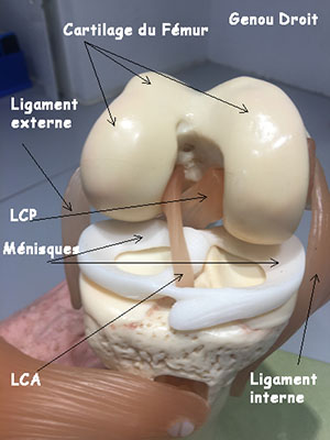 schéma des ligaments du genou