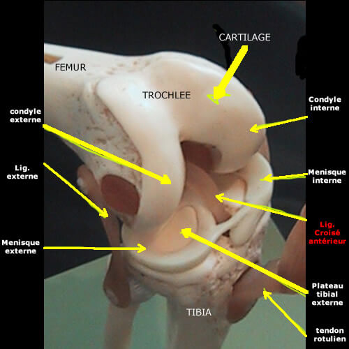 Vue antérieure d’un genou en plastique : ménisques et ligaments (dont LCA)