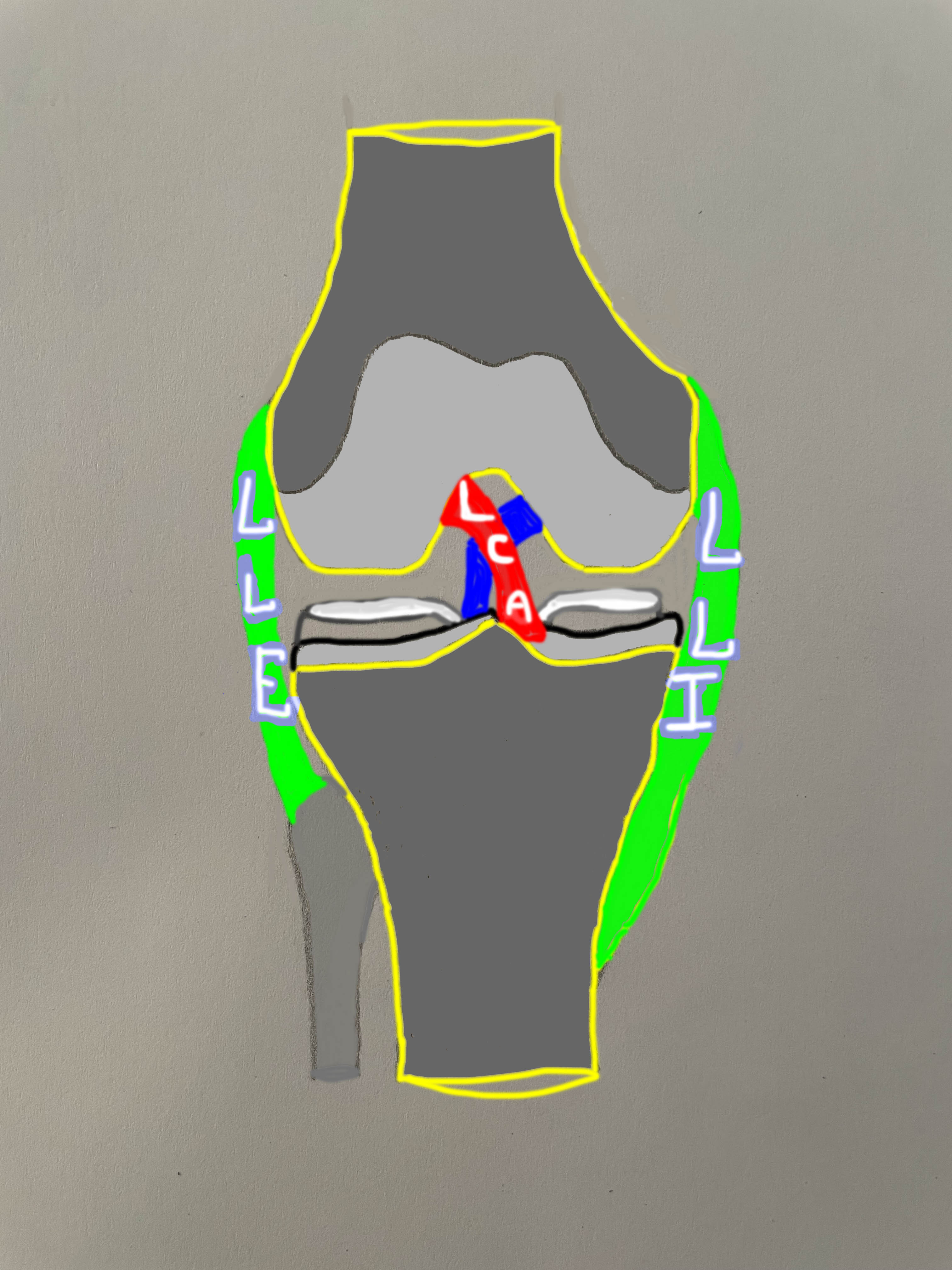 Schéma des ligaments du genou