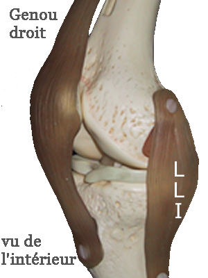 anatomie du ligament interne du genou 