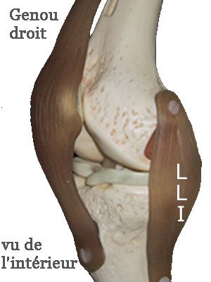 anatomie du ligament interne du genou