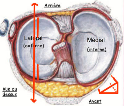 Les ménisques du genou 