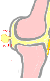 Le kyste poplité du genou