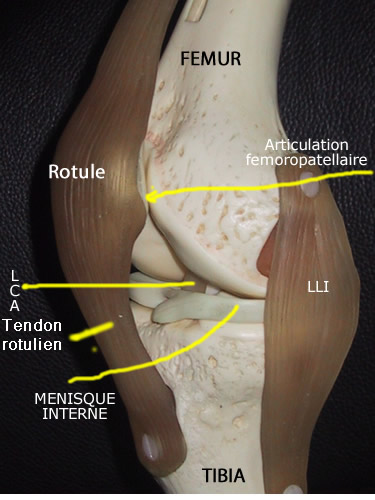 Anatomie de l'appareil extenseur du genou, vue de face, genou droit. Le