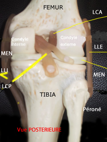 anatomie du genou, face posterieure d'un genou en plastique
