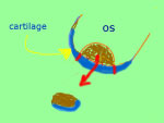 Schéma d'une ostéochondrite