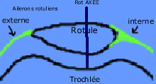 La rotule est centrée sur le fémur 