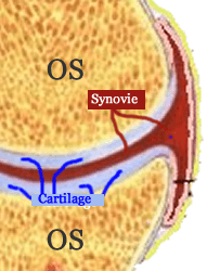 Articulation normale avec les os, leur cartilage et la synovie